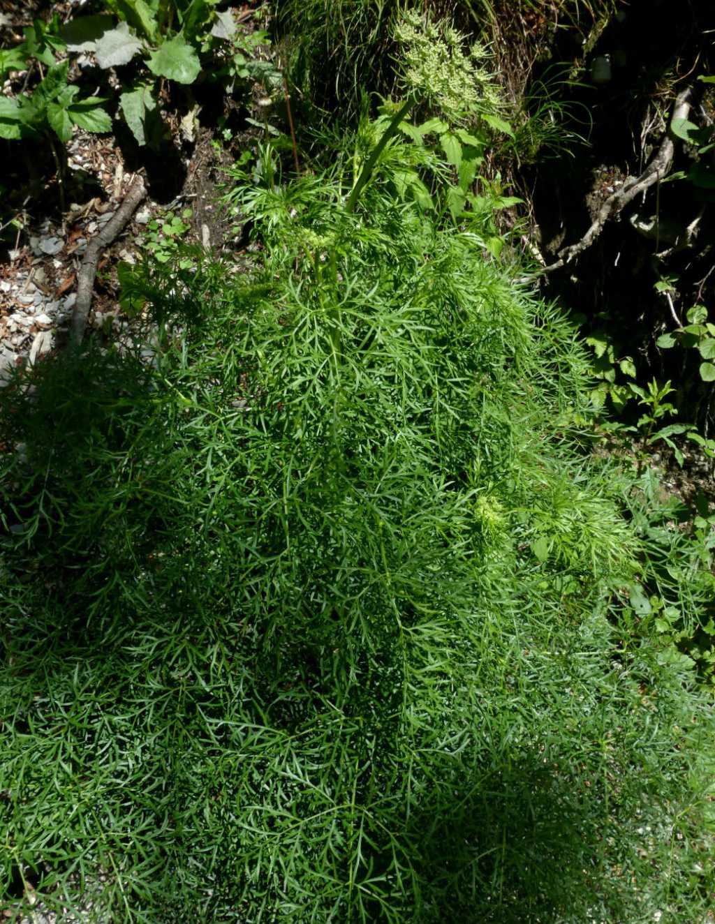 Apiacea della Valcamonica - Ammi visnaga (=Visnaga daucoides)