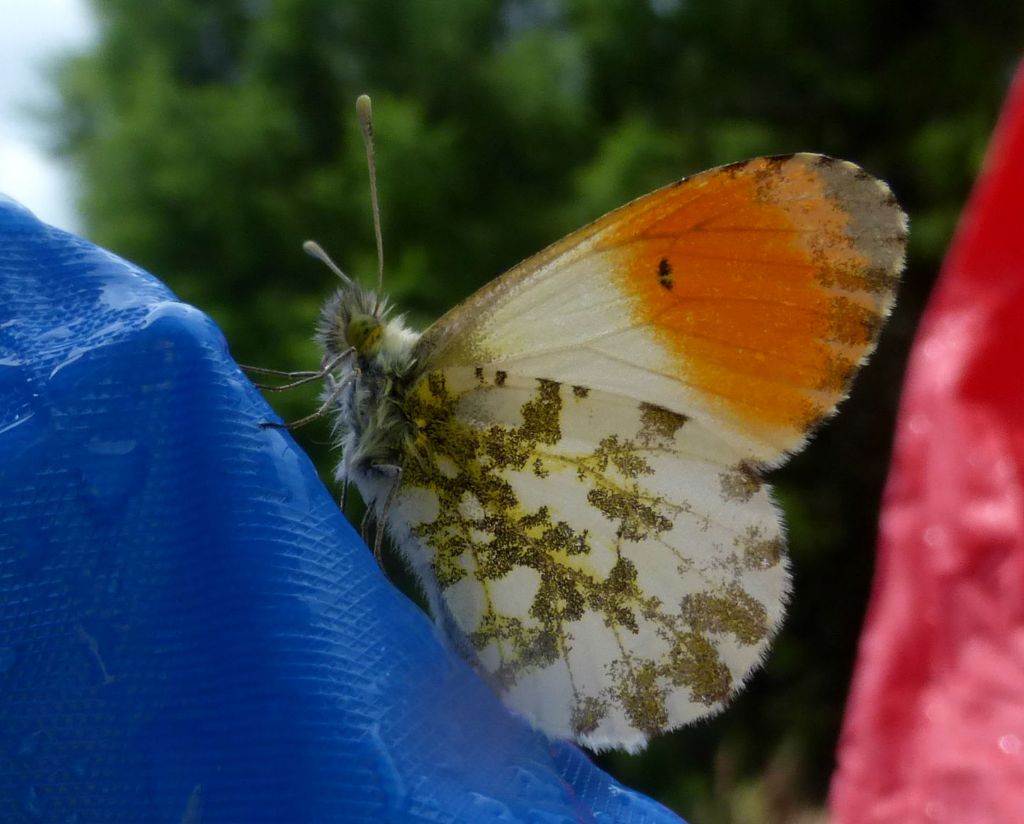 chi mi d una mano a identificare questa? Anthocharis cardamines