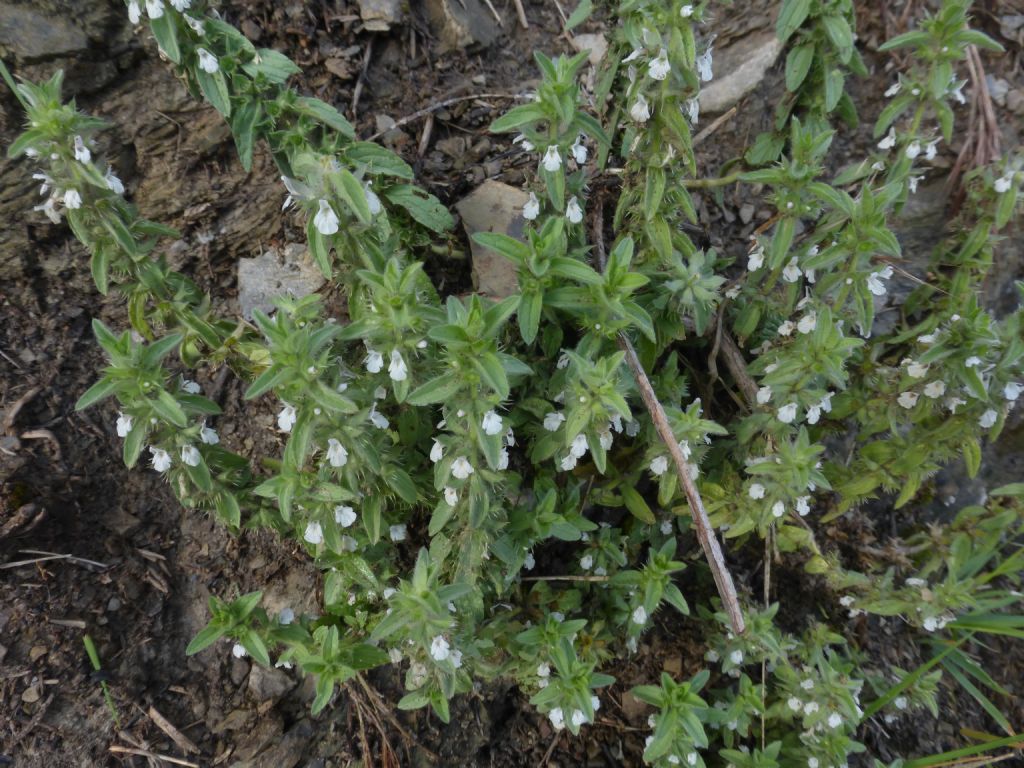 Piantina a Framura - Sideritis romana