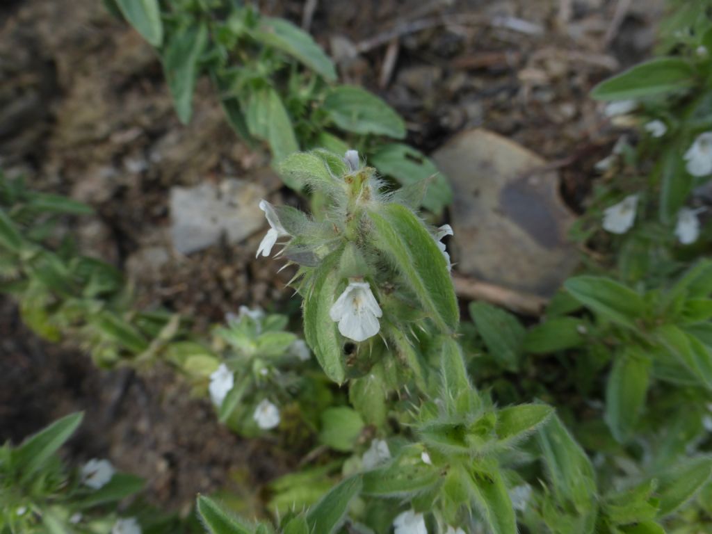 Piantina a Framura - Sideritis romana