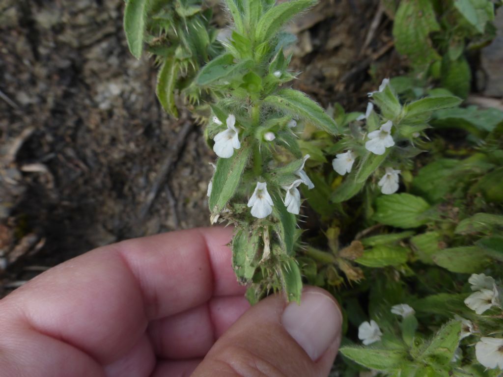 Piantina a Framura - Sideritis romana