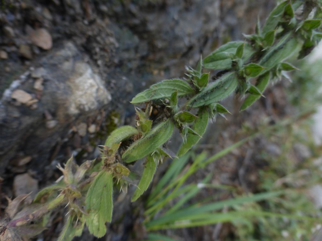 Piantina a Framura - Sideritis romana