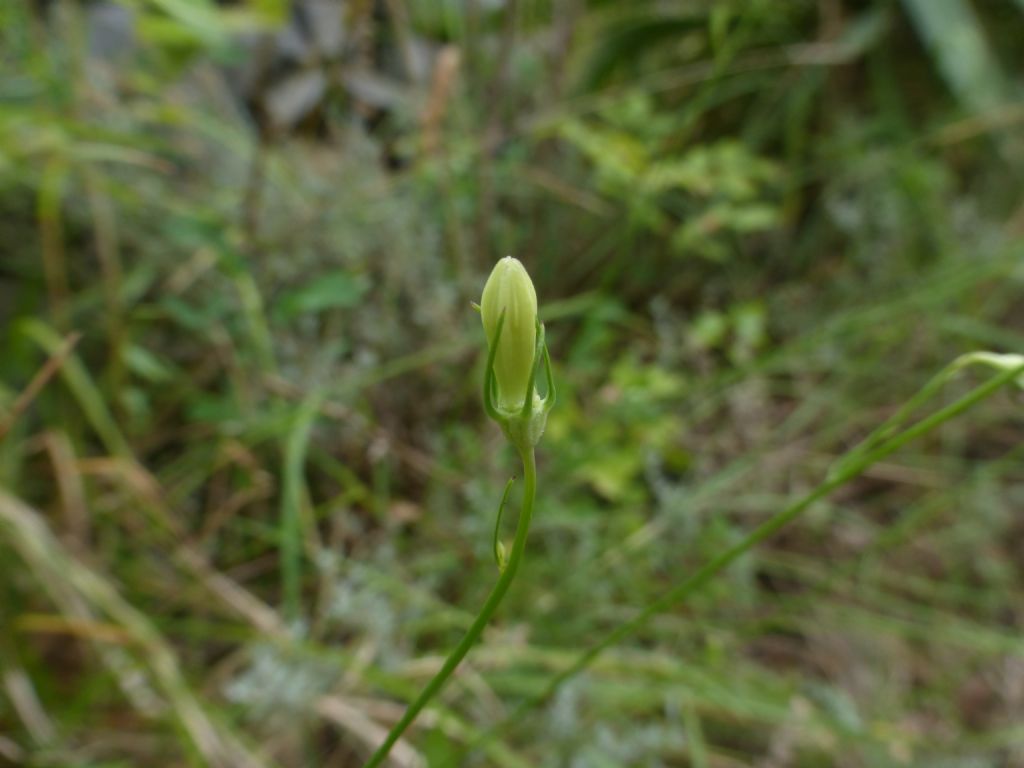 Campanula sabatia  / Campanula di Savona