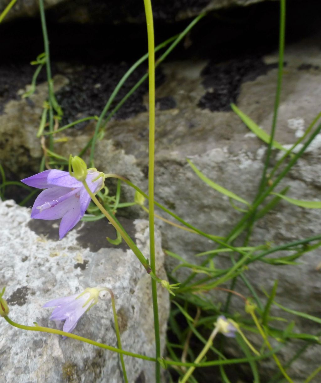 Campanula sabatia  / Campanula di Savona