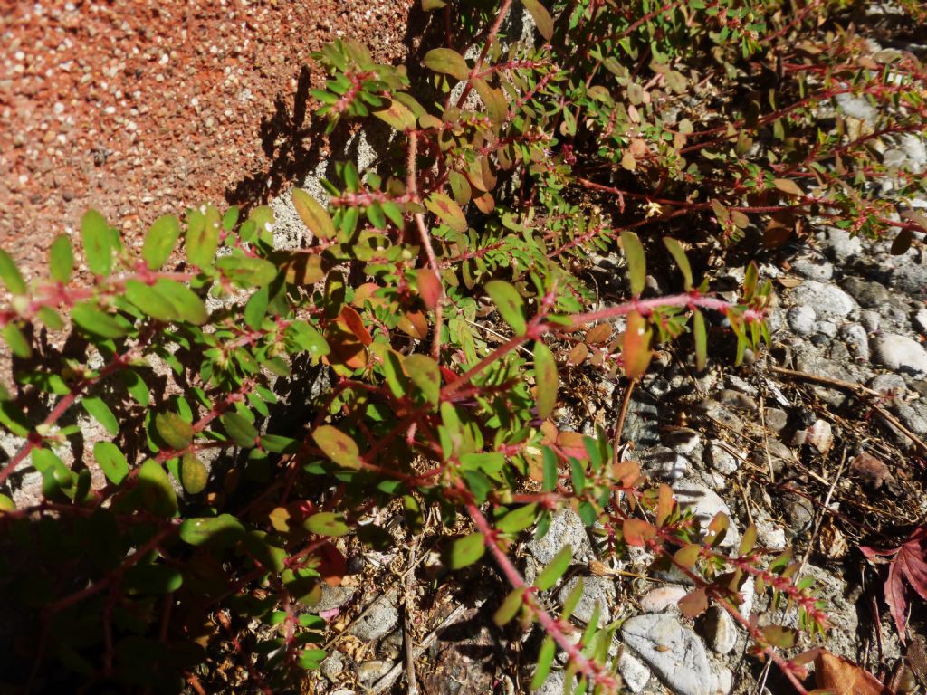 Euphorbiaceae: cfr. Chamaesyce maculata