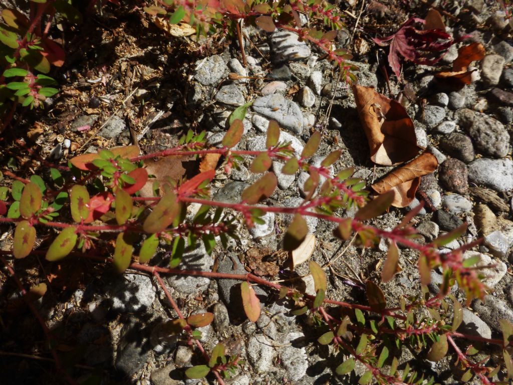 Euphorbiaceae: cfr. Chamaesyce maculata