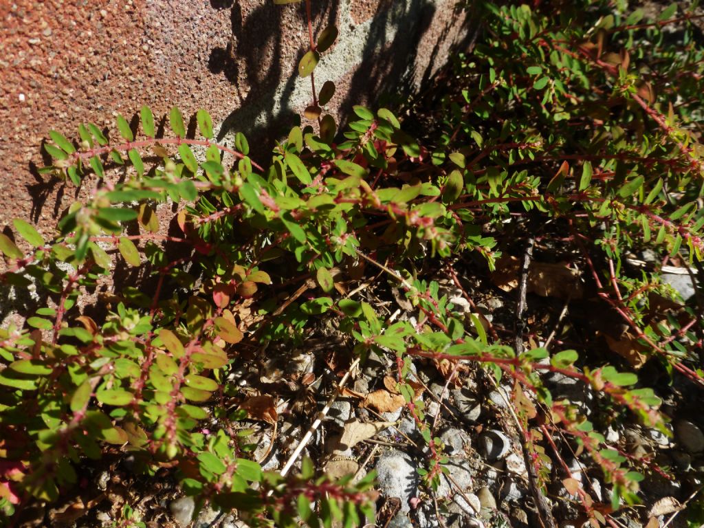 Euphorbiaceae: cfr. Chamaesyce maculata