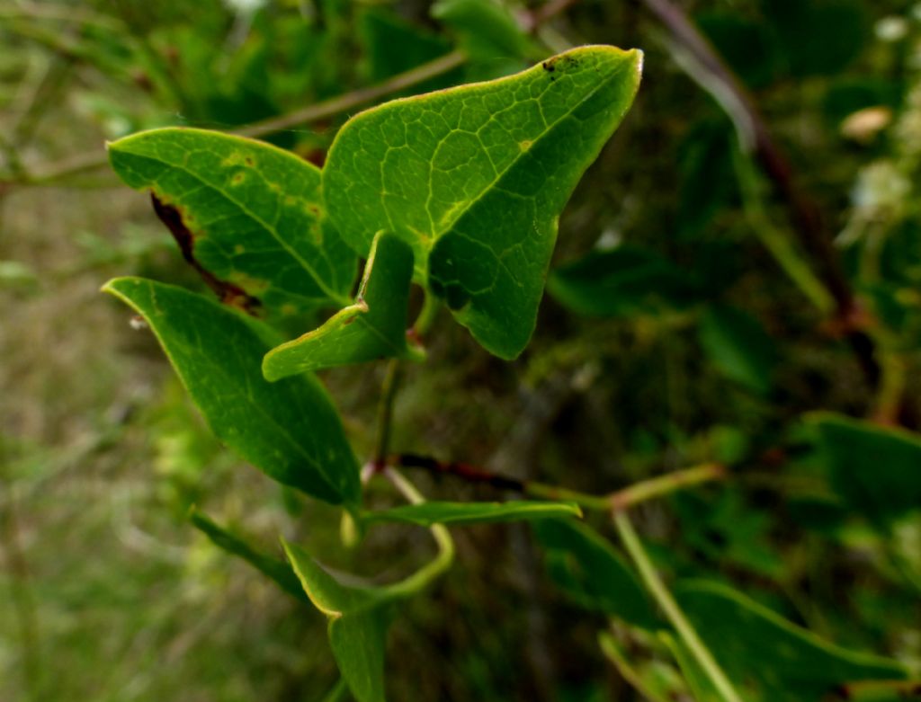 Clematis flammula