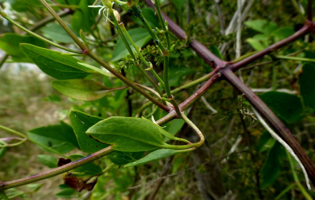 Clematis flammula