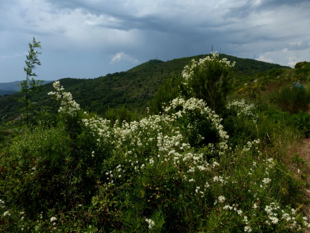 Clematis flammula