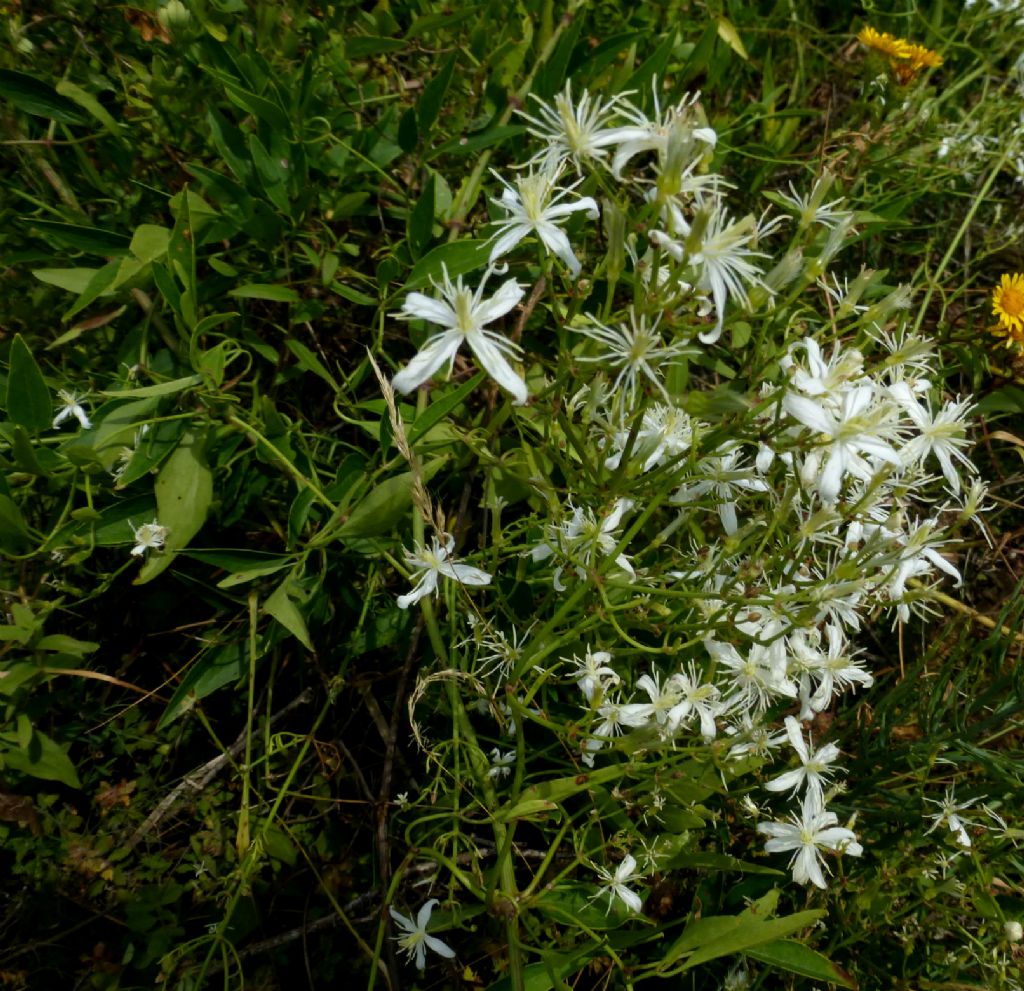 Clematis flammula