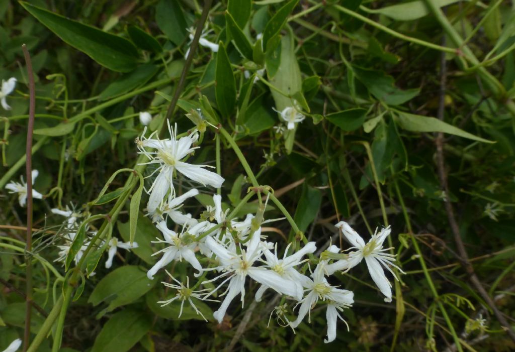 Clematis flammula