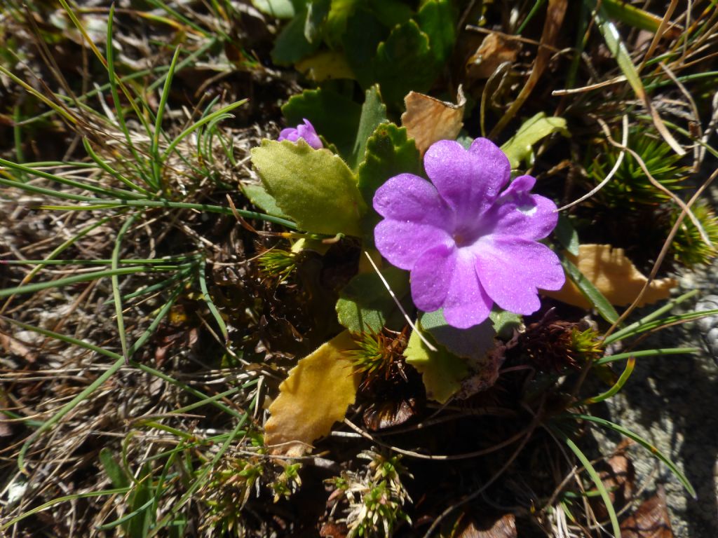 primule fiorite in Val Camonica