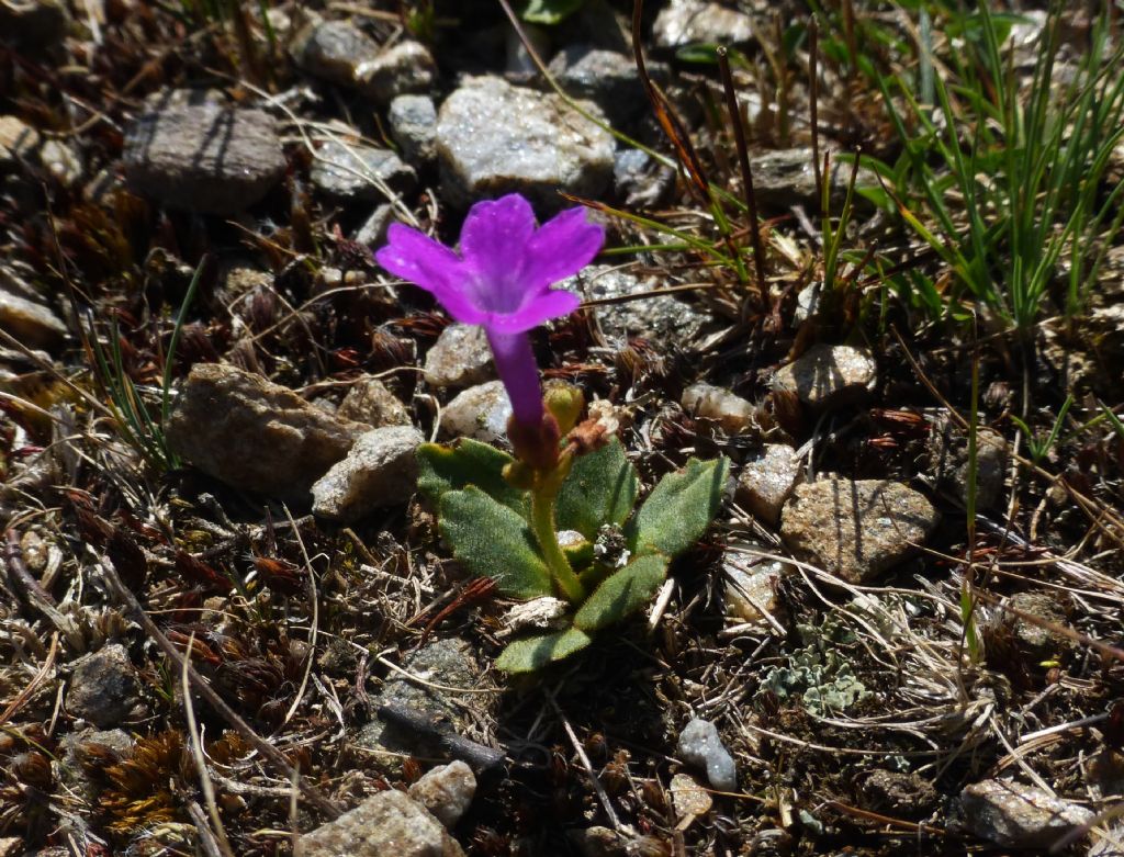 primule fiorite in Val Camonica