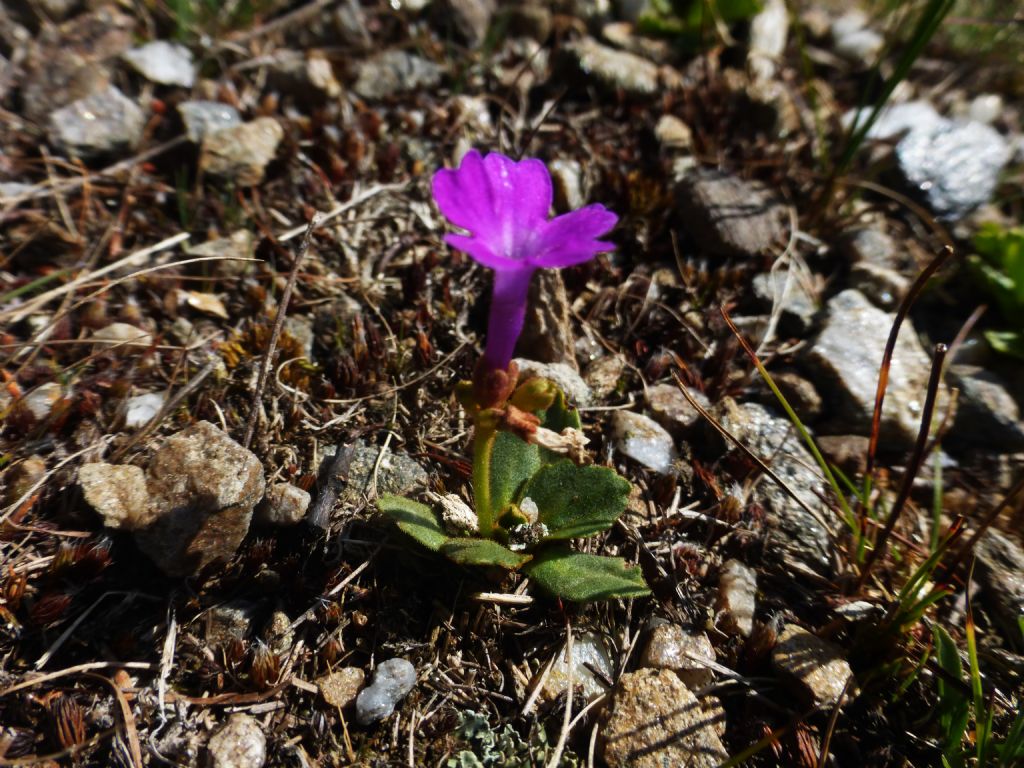 primule fiorite in Val Camonica