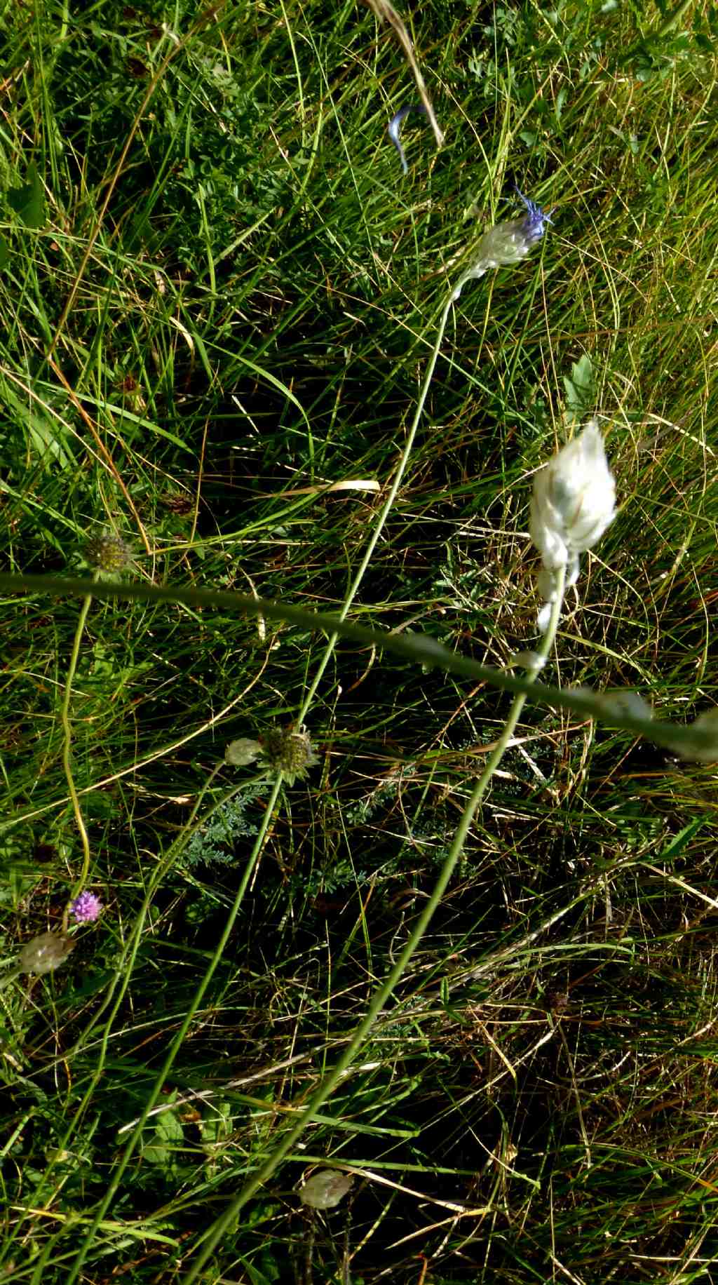 Catananche caerulea e Xeranthemum annuum (Asteraceae)