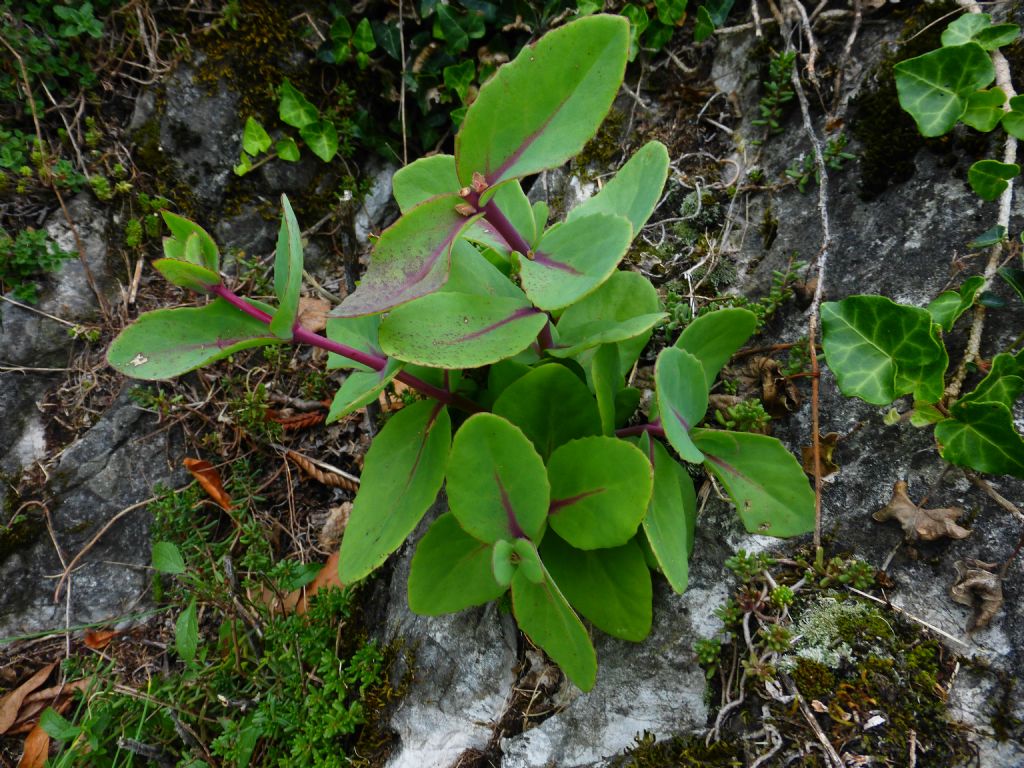 Hylotelephium maximum / Borracina massima