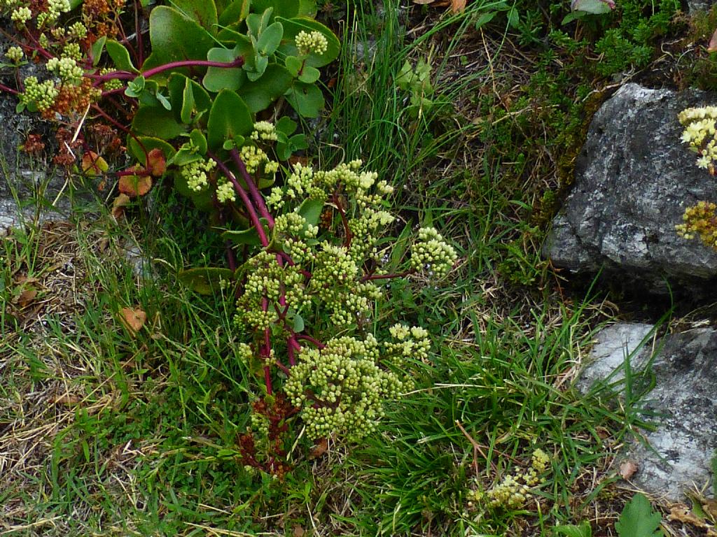 Hylotelephium maximum / Borracina massima