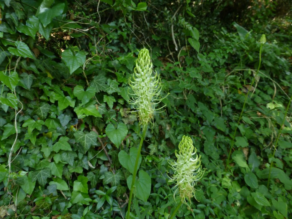 Phyteuma spicatum / Raponzolo giallo