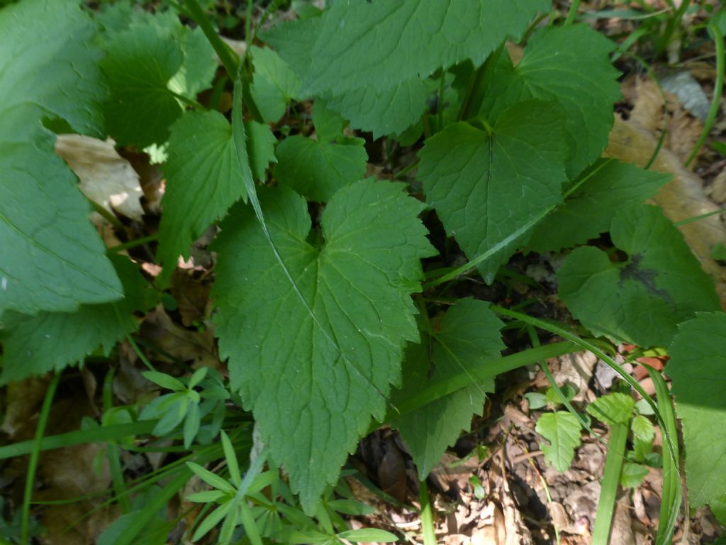 Phyteuma spicatum / Raponzolo giallo