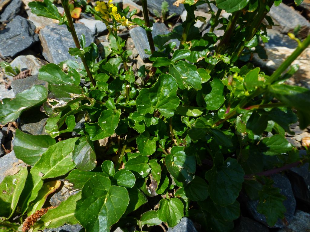 Barbarea vulgaris