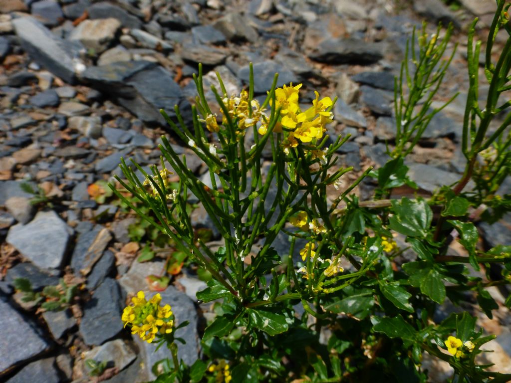 Barbarea vulgaris