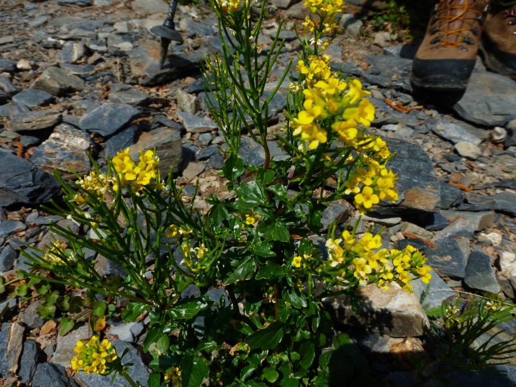 Barbarea vulgaris