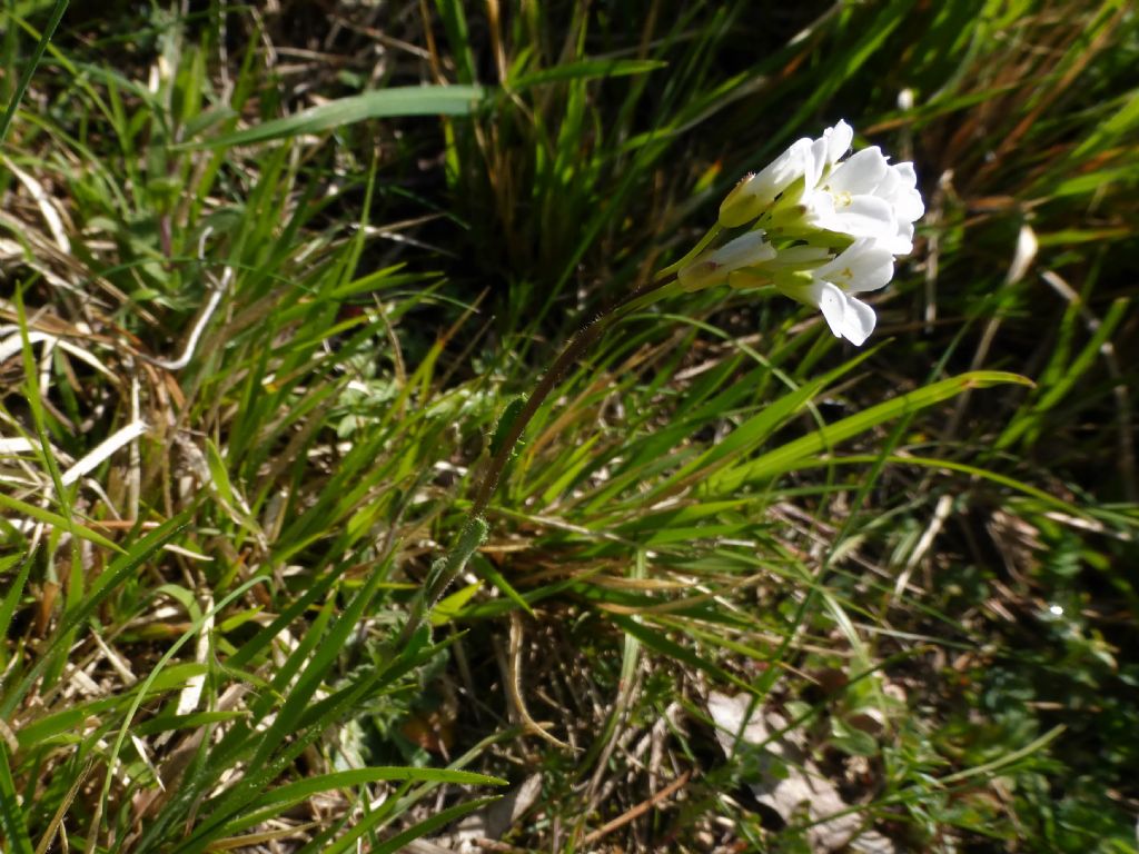 fiore bianco Alpi Apuane - Arabis collina