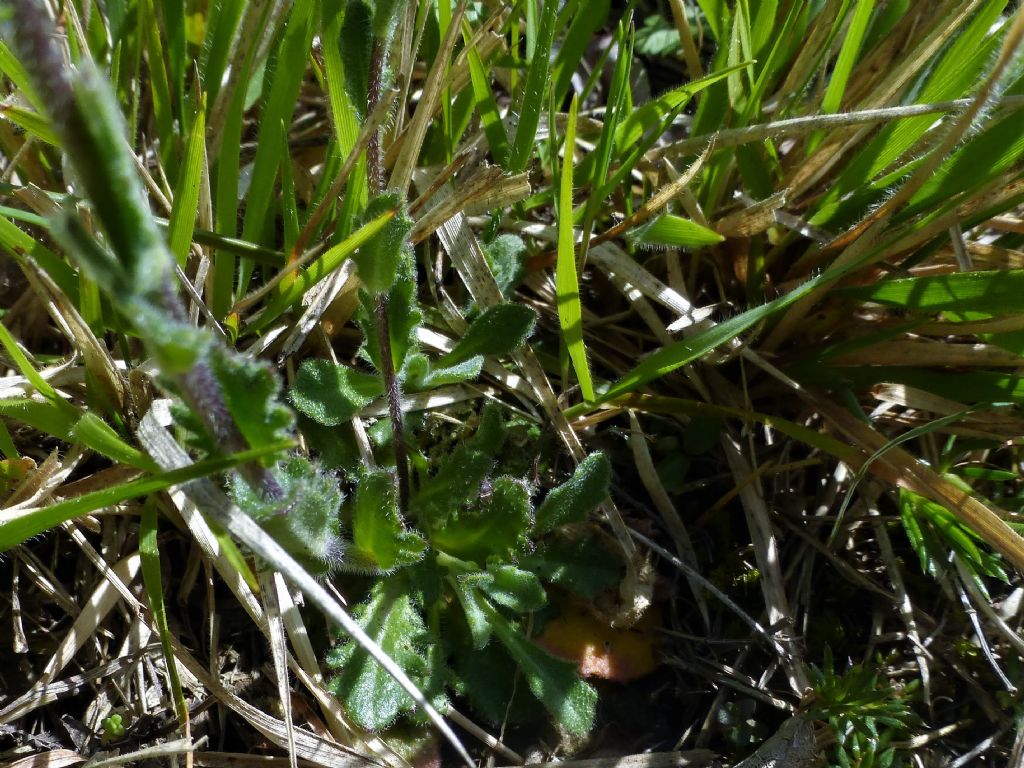 fiore bianco Alpi Apuane - Arabis collina