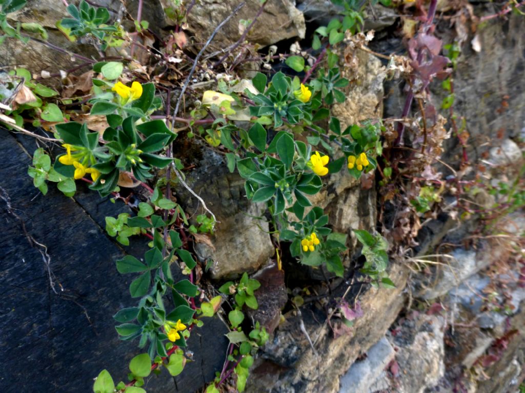 Su un muretto a Framura - Lotus ornithopodioides