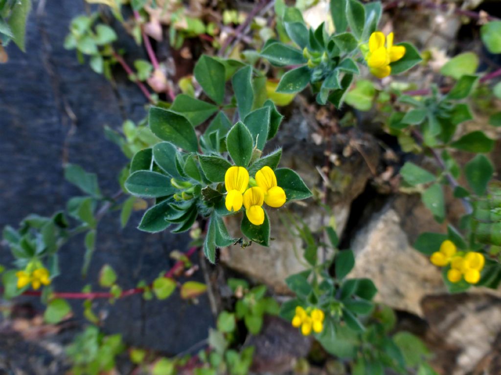 Su un muretto a Framura - Lotus ornithopodioides