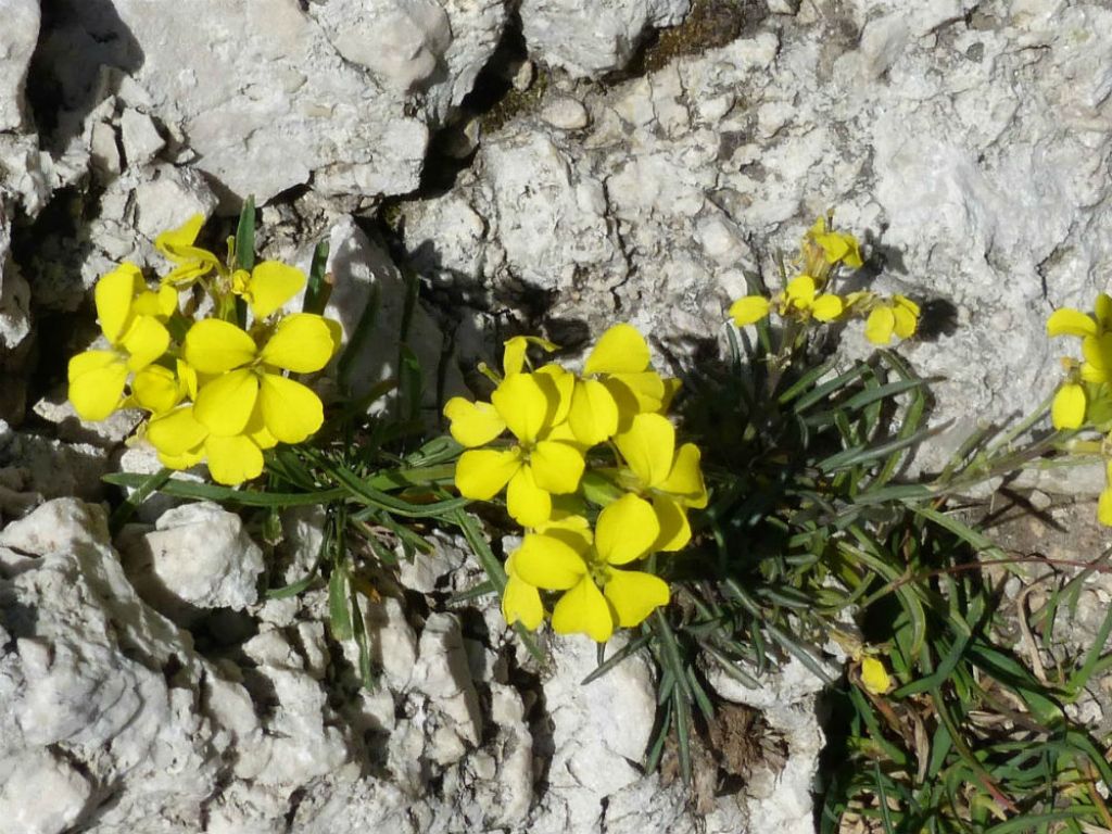 Brassicacea a Campo imperatore - Erysimum sp-