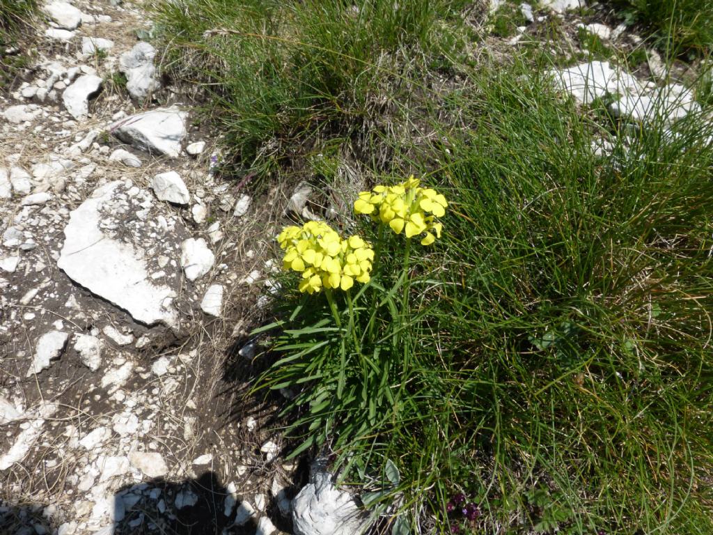 Brassicacea a Campo imperatore - Erysimum sp-