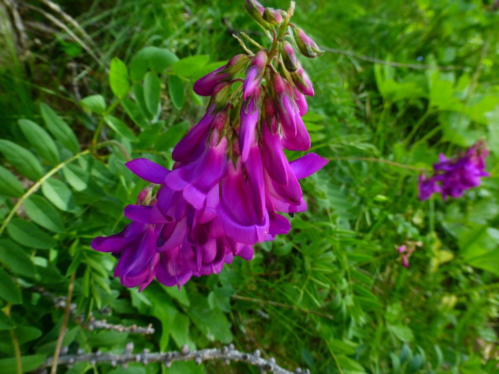 Hedysarum hedysaroides / Sulla alpina