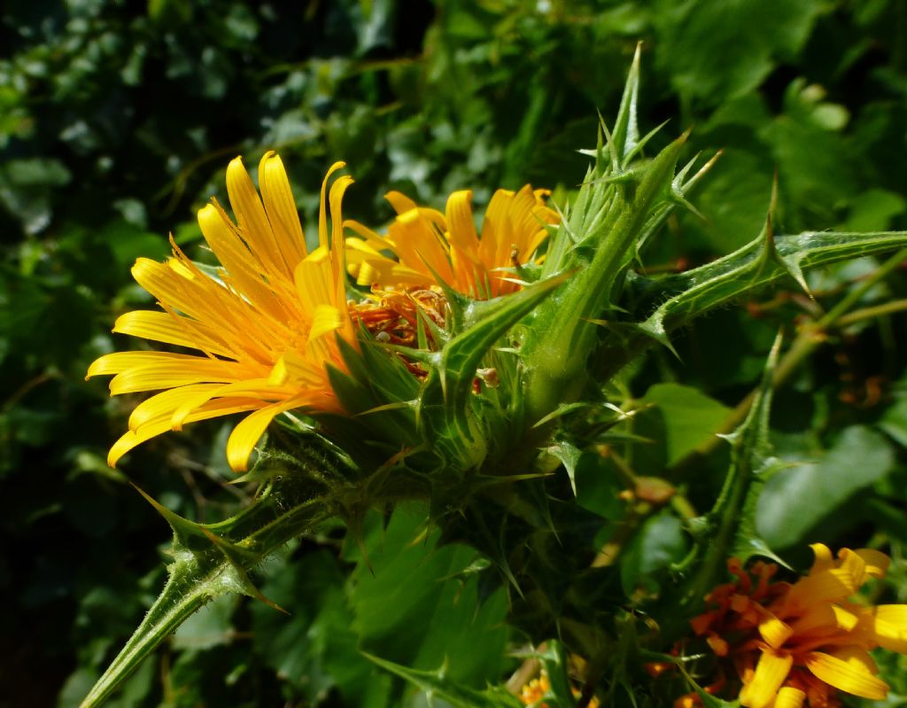 Asteracea romana 2