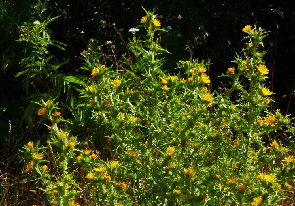 Asteracea romana 2