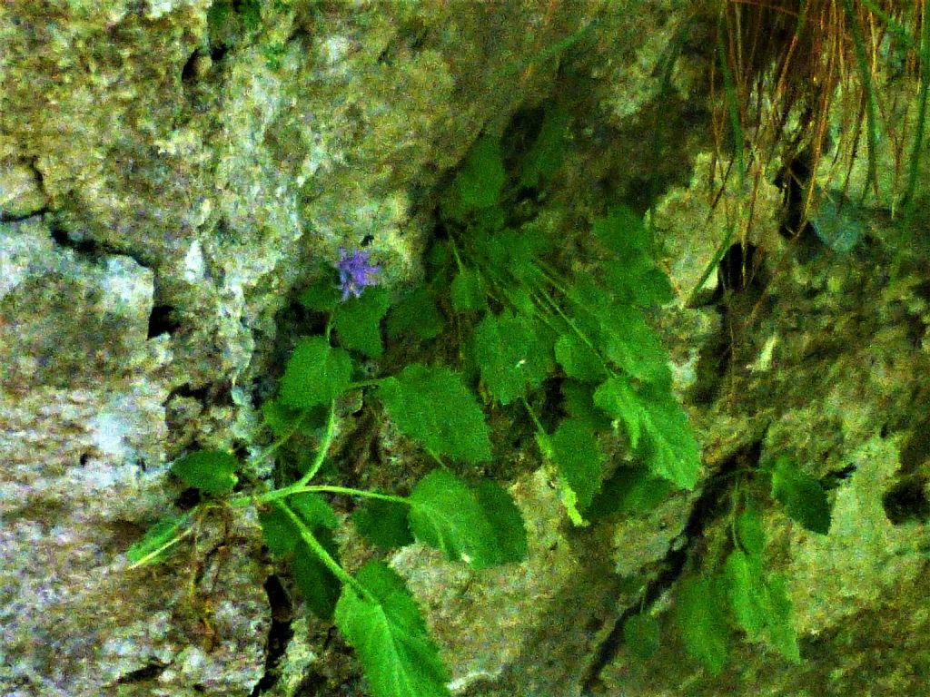 Campanula elatinoides?