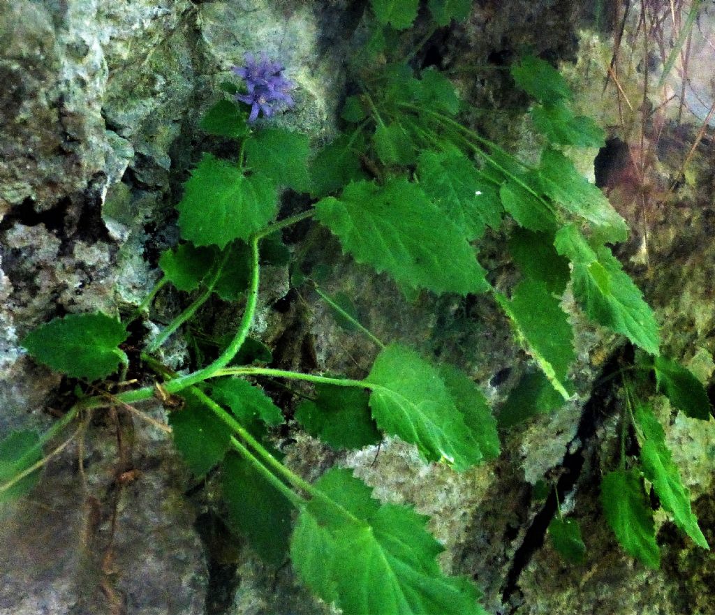 Campanula elatinoides?