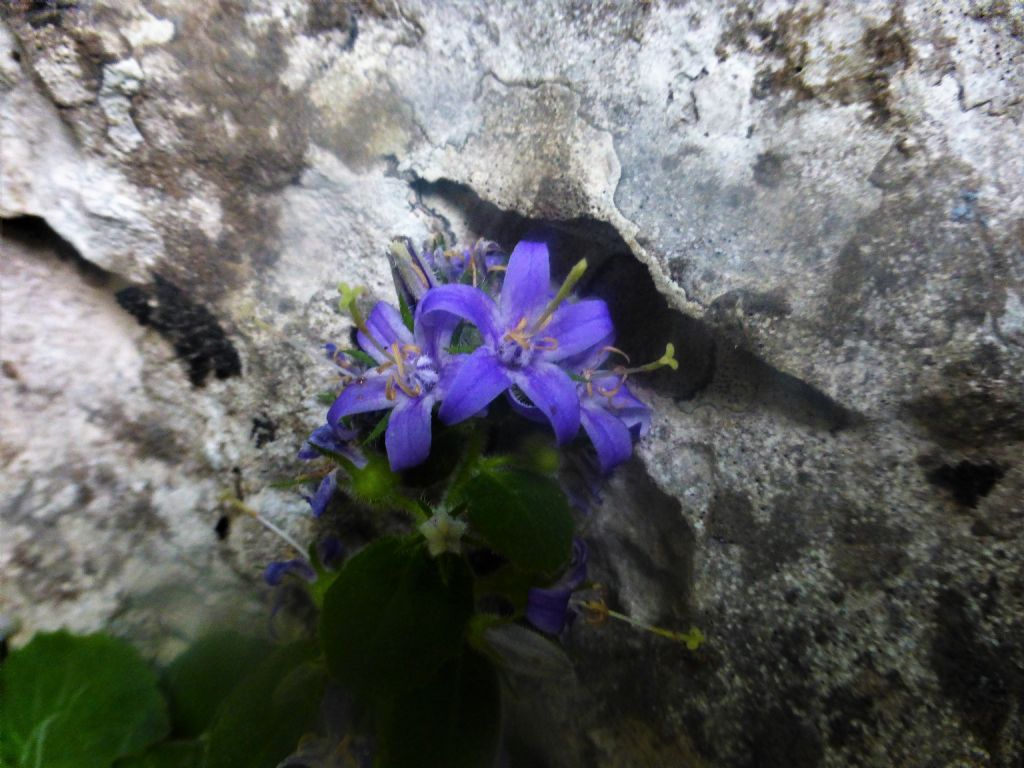 Campanula elatinoides?