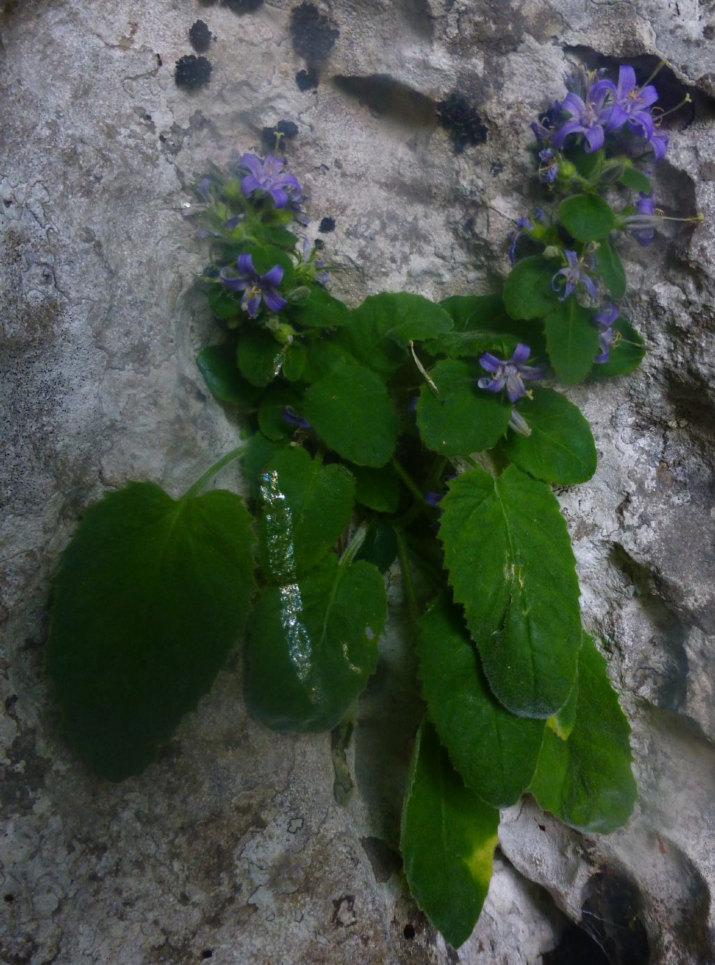 Campanula elatinoides?