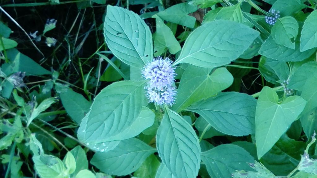 Mentha aquatica