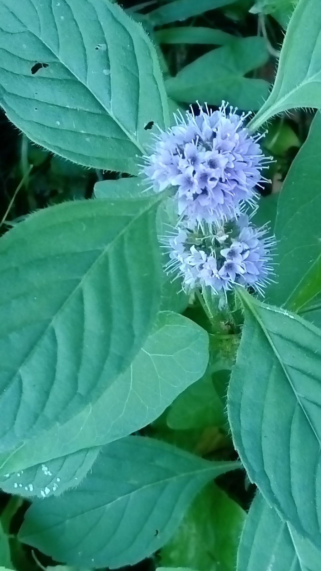 Mentha aquatica