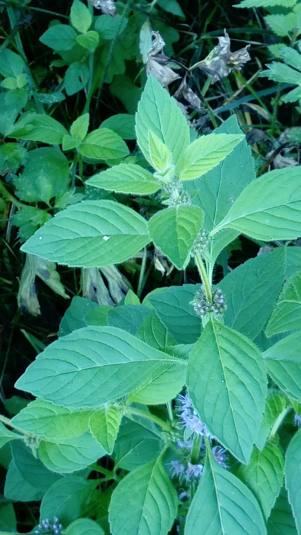 Mentha aquatica