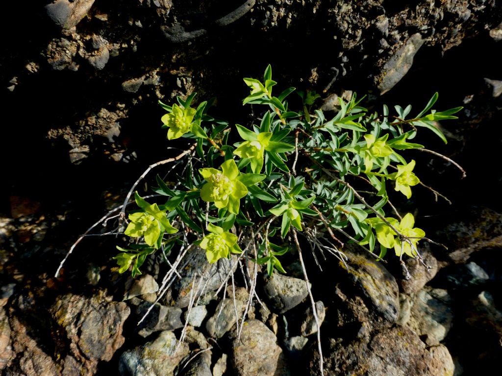 Euphorbia spinosa ssp. ligustica