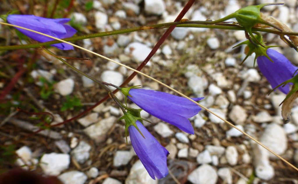 Campanula scheuchzeri subsp. pseudostenocodon / Campanula falsa stenocodon