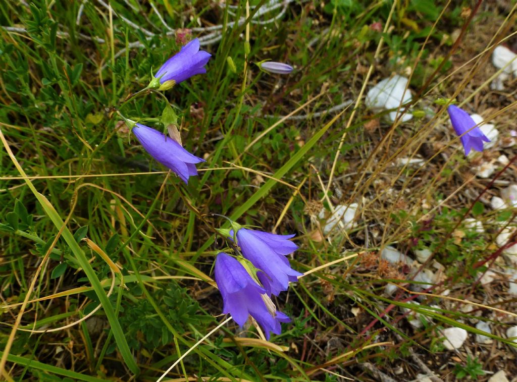 Campanula scheuchzeri subsp. pseudostenocodon / Campanula falsa stenocodon