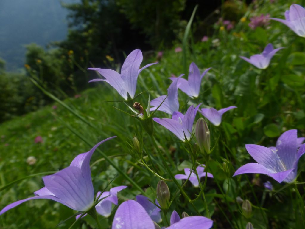 Campanula patula / Campanula bienne