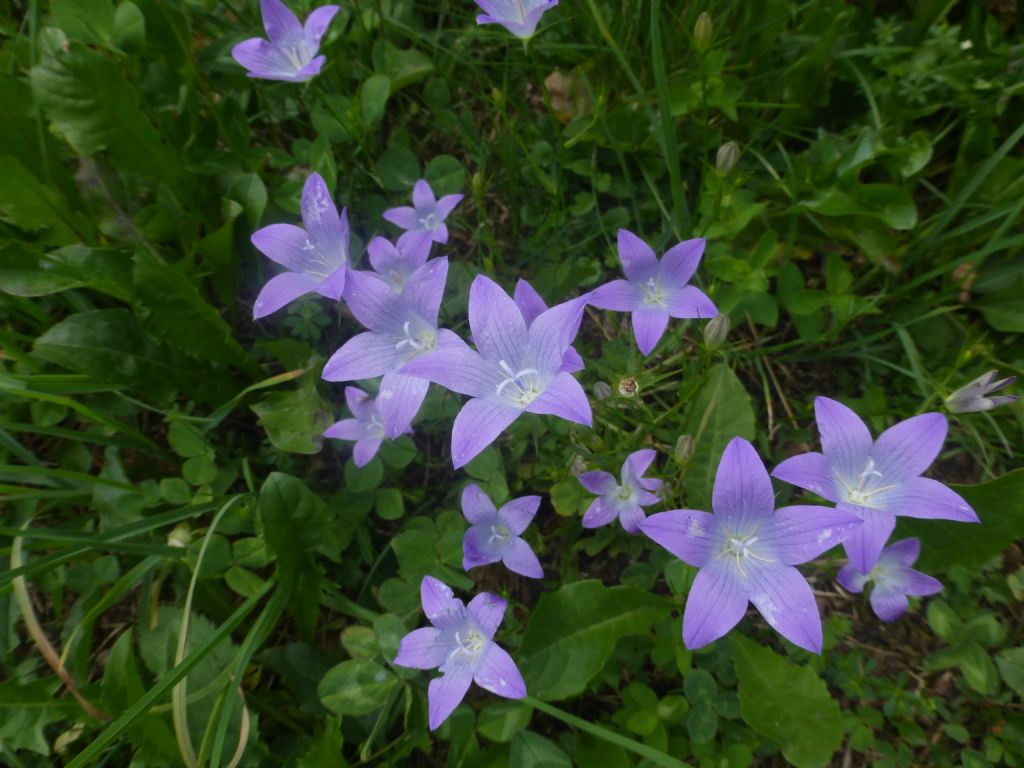 Campanula patula / Campanula bienne