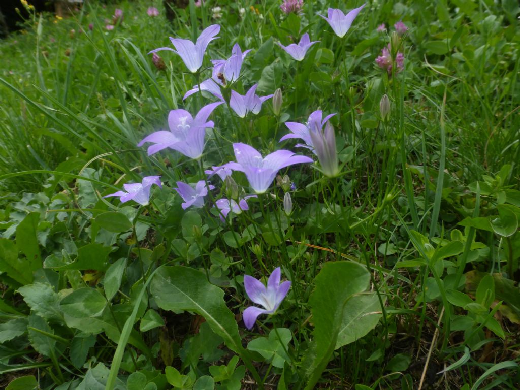 Campanula patula / Campanula bienne