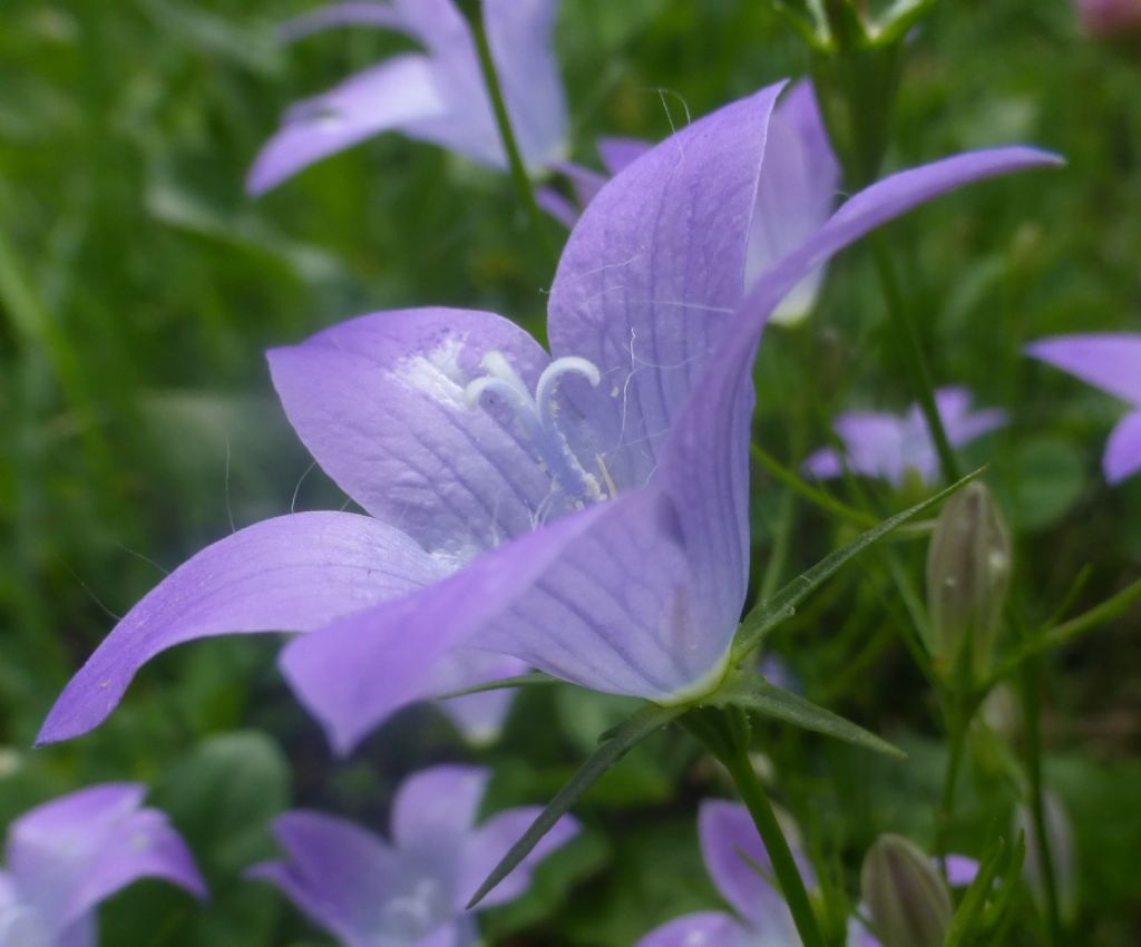 Campanula patula / Campanula bienne